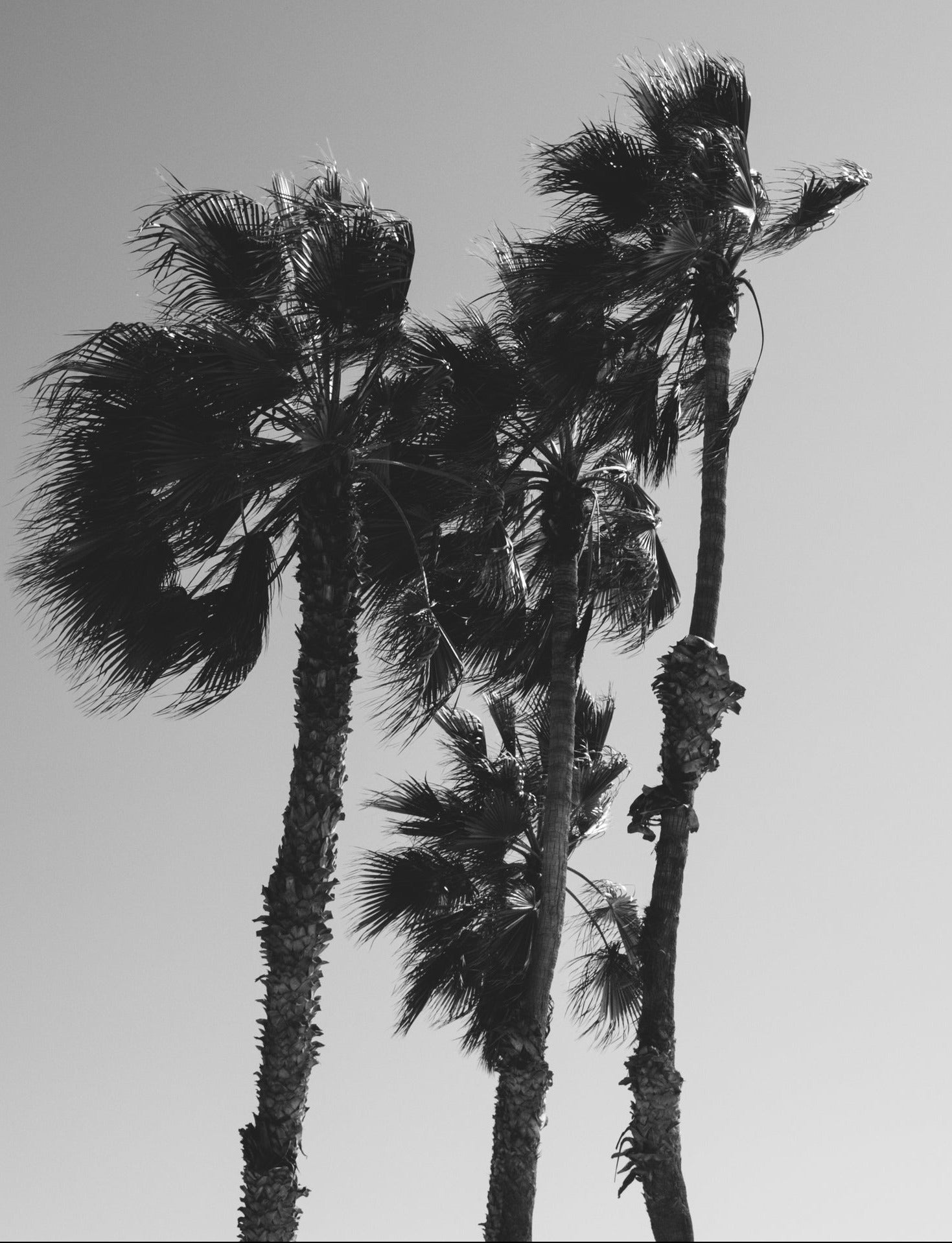 moody-palm-trees-black-and-white.jpg