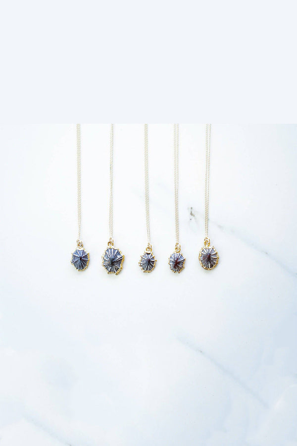 Opihi Shell Necklace