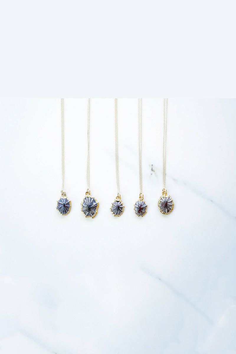 Opihi Shell Necklace
